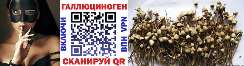 Галлюциногенные грибы Psilocybine cubensis  Купить  Сосновый Бор 